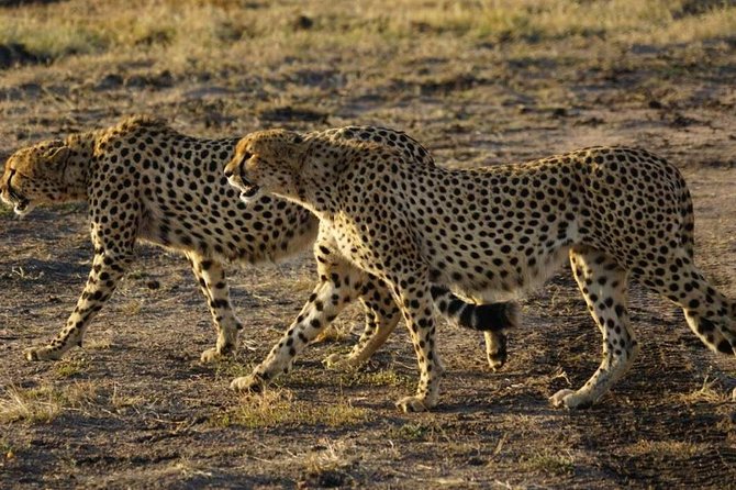 Day 3: Morning Game Drive &ndash; Return to Nairobi