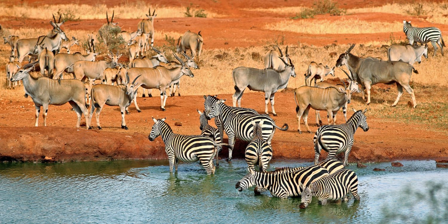 3 Days 2 Nights Tsavo West Safari Adventure Deals