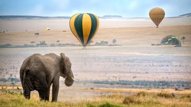3 Days Amboseli Christmas & New Year Safari Holiday Deals