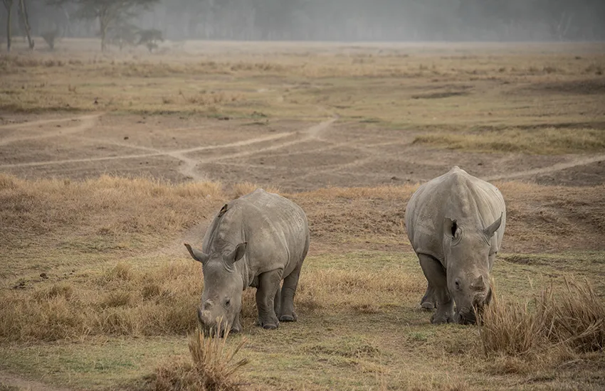 3 Days Lake Nakuru Safari Holiday Deals