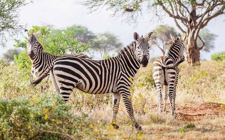 Day 2: Full Day in Tsavo West