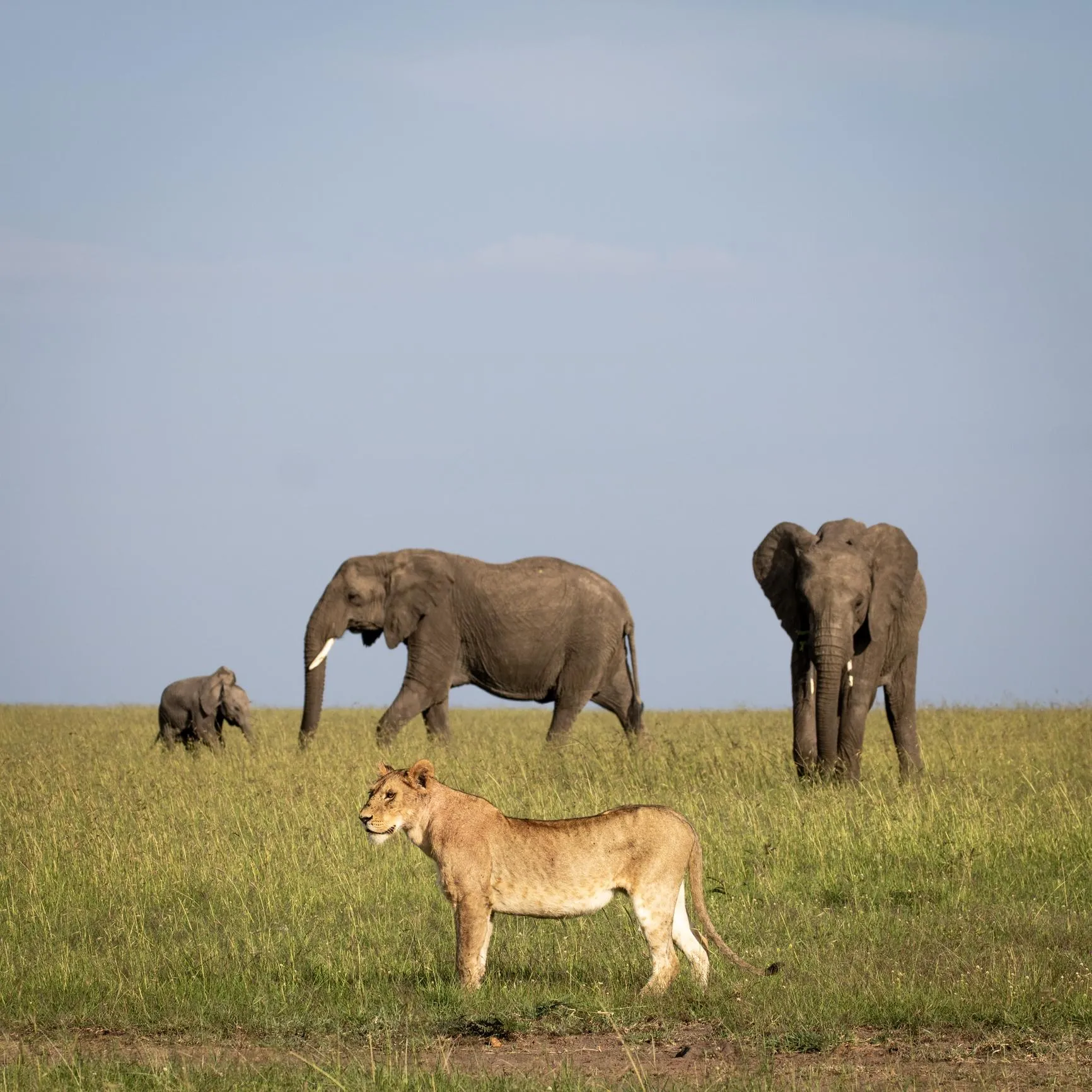 5 Days Kenya Budget Safari – Nairobi, Maasai Mara & Lake Naivasha photo 2