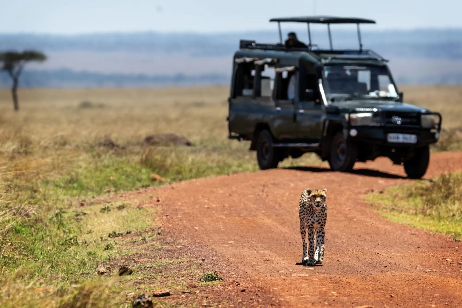Day 3: Full-Day Maasai Mara Safari &ndash; Big Five & Big Cats