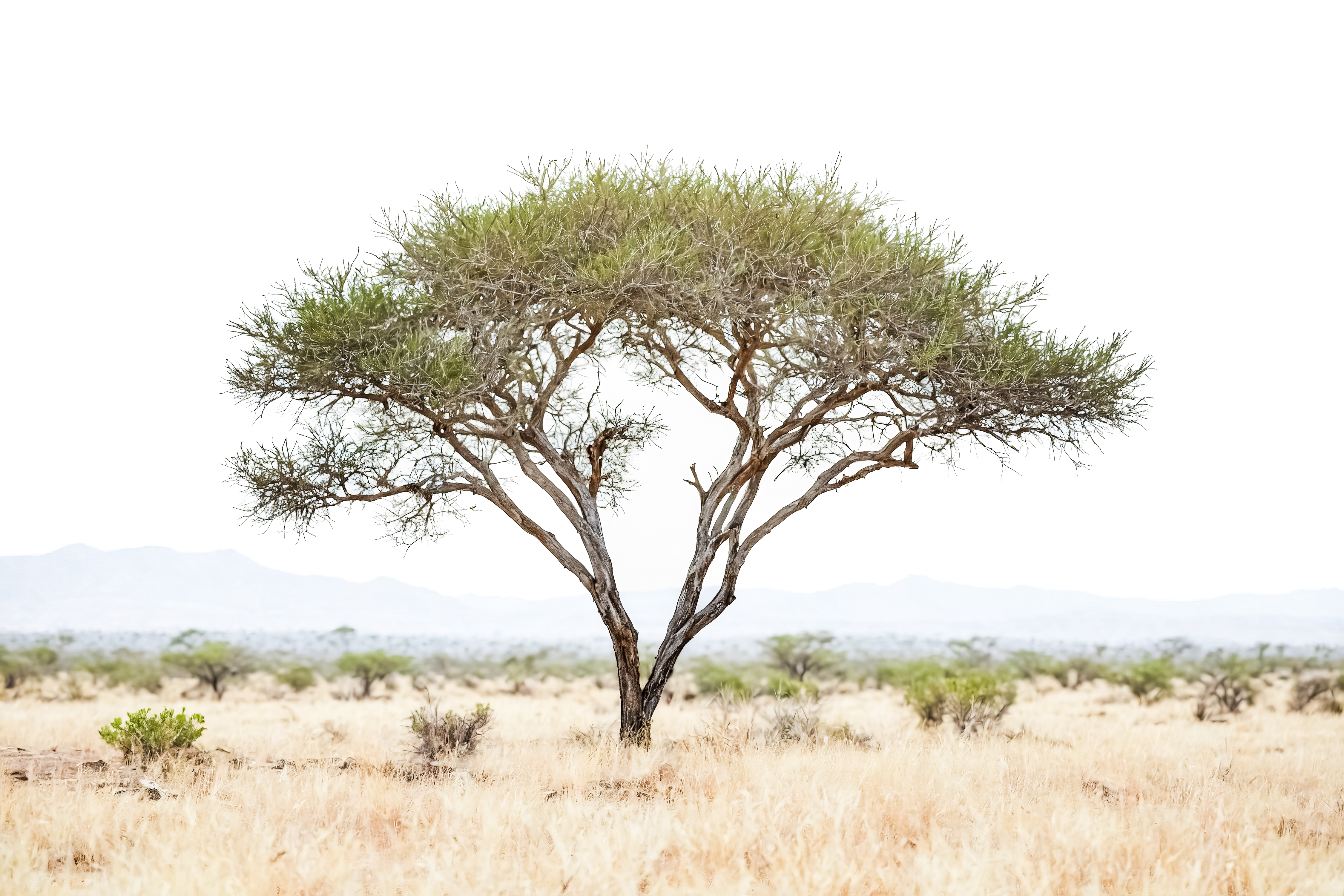 Day 2: Full Day in Samburu Game Reserve