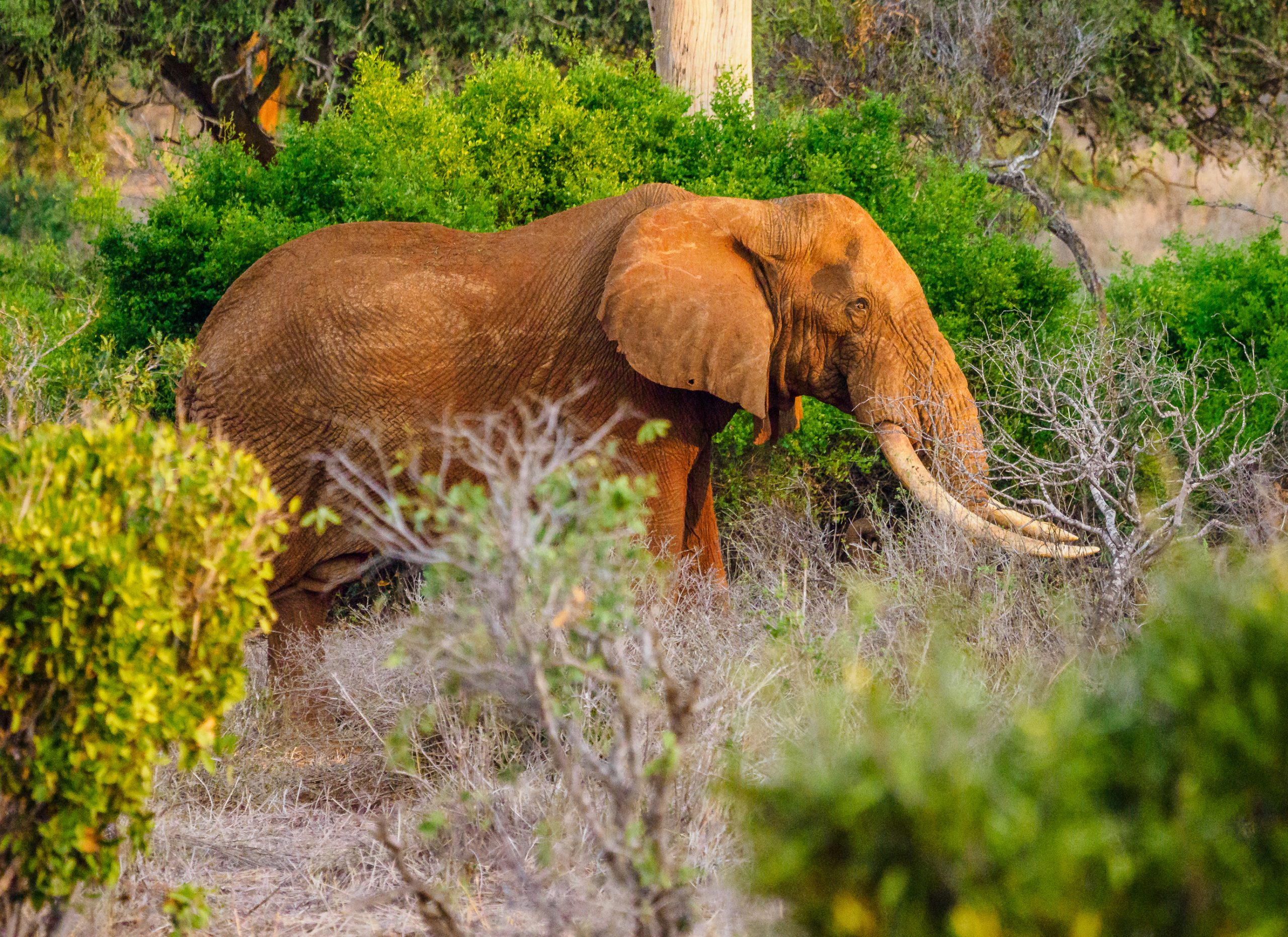 Day 1: Nairobi &ndash; Tsavo West National Park