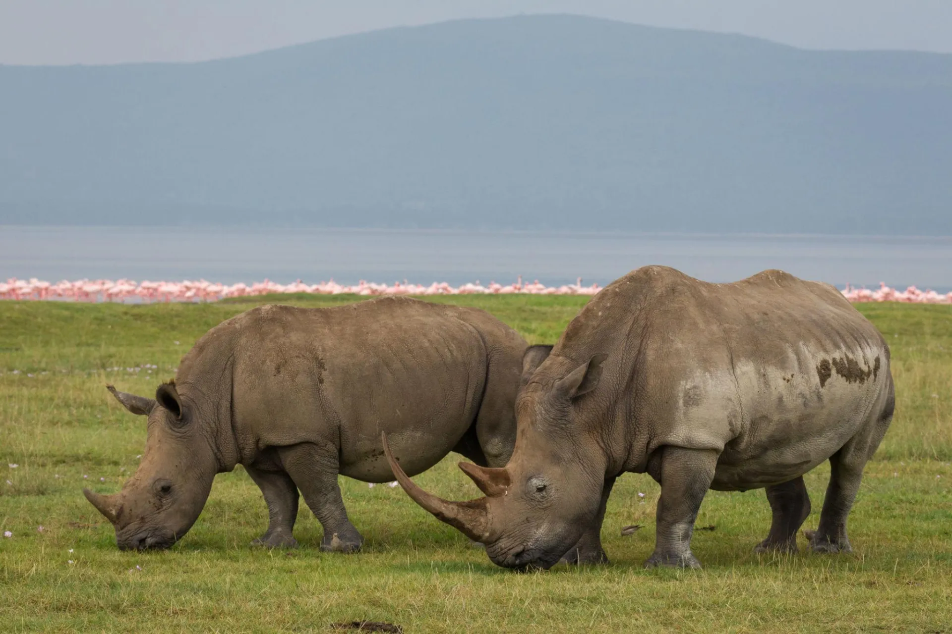 Day 3: Maasai Mara to Lake Nakuru &ndash; Great Rift Valley Safari