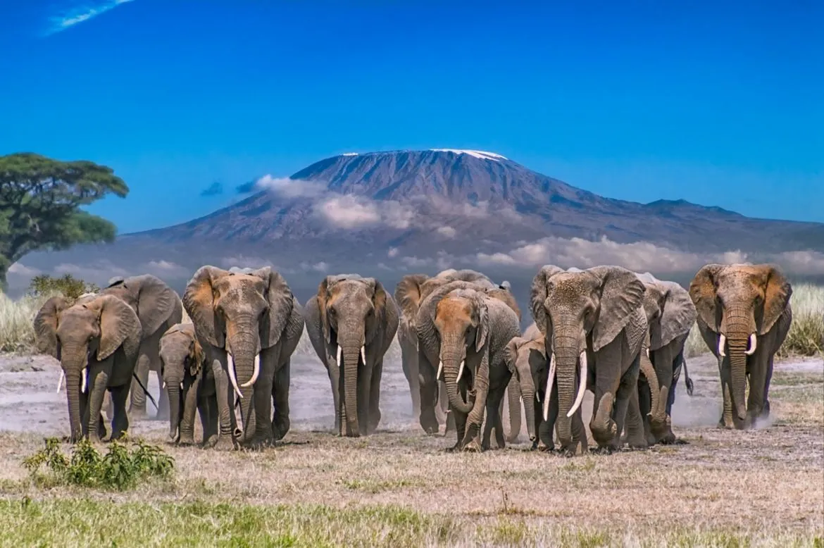 7 Days Kenya Mid-Range Safari – Maasai Mara, Lake Nakuru, Lake Naivasha & Amboseli photo 4