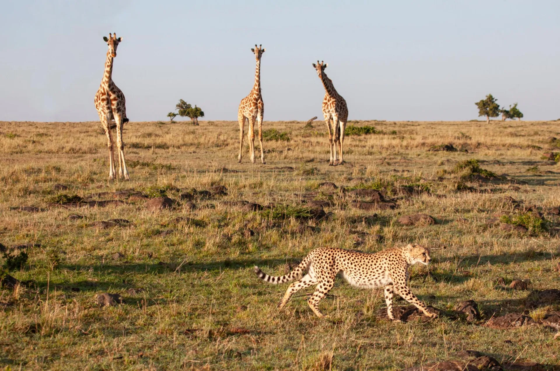 Day 2: Full-Day Maasai Mara Safari | Big Five & Mara River Exploration