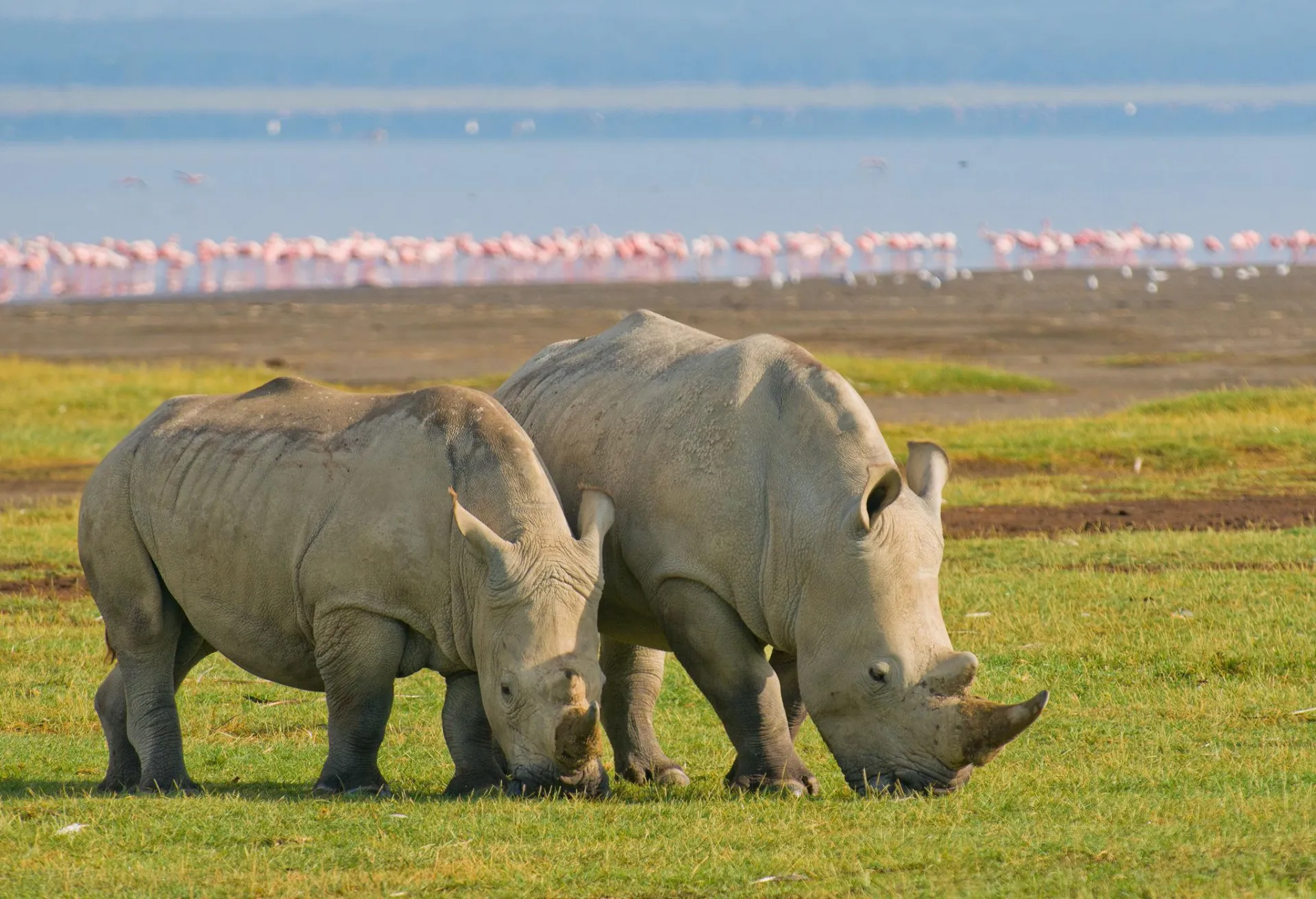 Day 3: Maasai Mara &rarr; Lake Nakuru | Great Rift Valley Journey