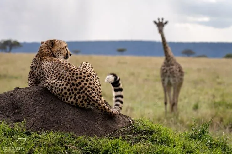 Day 7: Amboseli &rarr; Nairobi | Final Safari Experience & Departure
