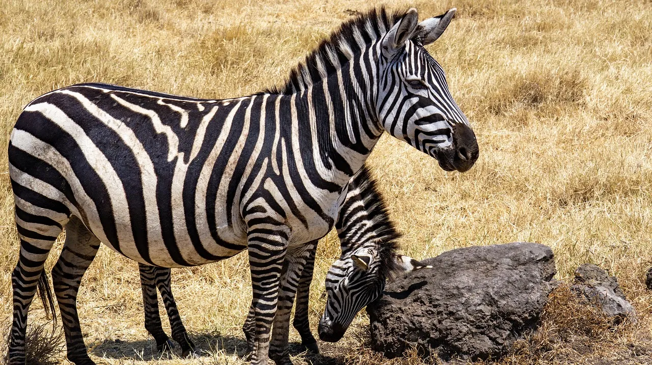 Day 5: Serengeti &ndash; Full Day of Game Drives