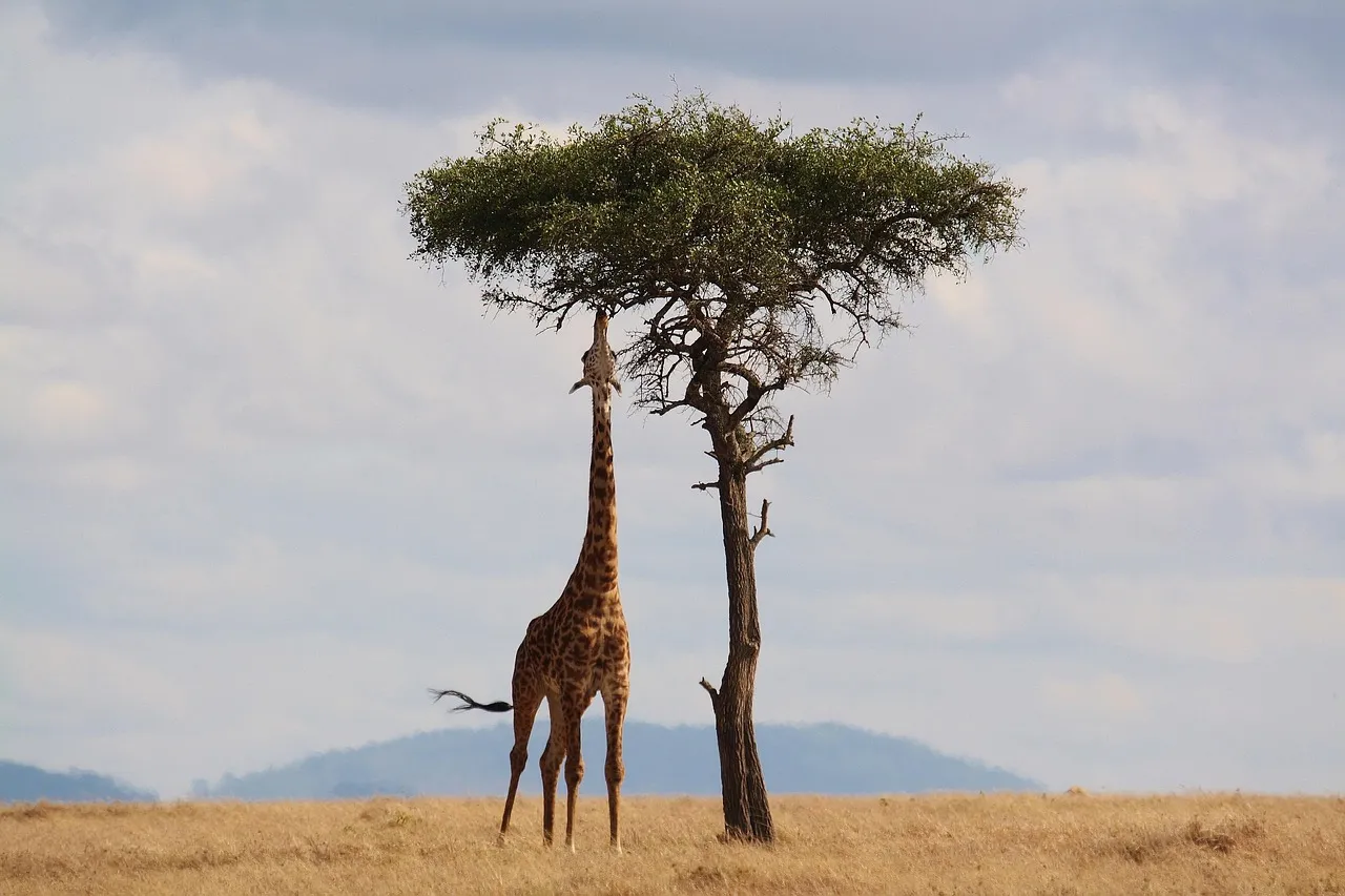 Day 6: Serengeti &ndash; Full Day of Game Drives