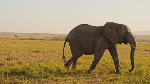 Day 3: Morning Game Drive &ndash; Return to Nairobi