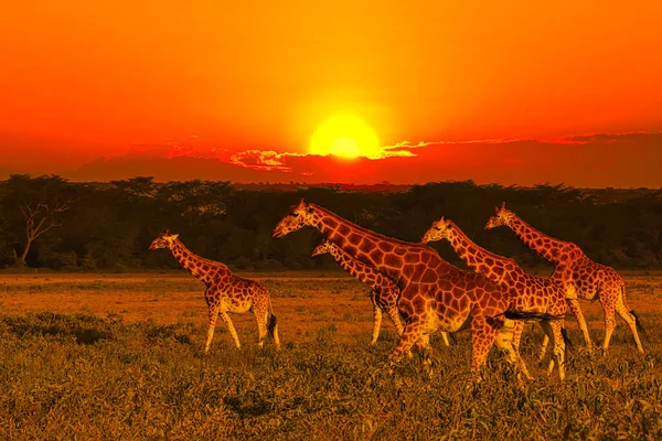 Day 2: Full Day Game Drive &ndash; Christmas Day or New Year&rsquo;s Day in the Wild