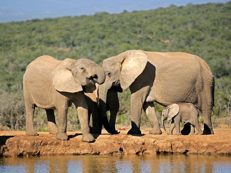 Day 3: Maasai Mara to Nairobi