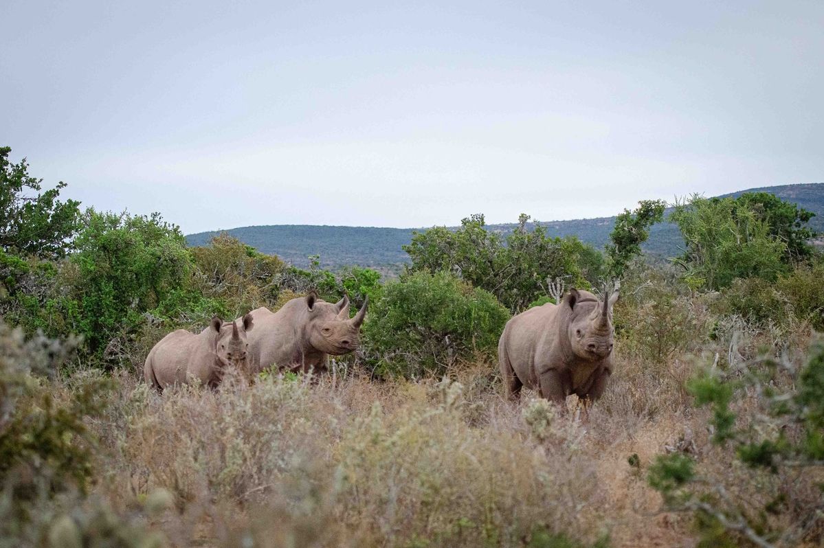 Day 2: Full-Day Game Drive in Maasai