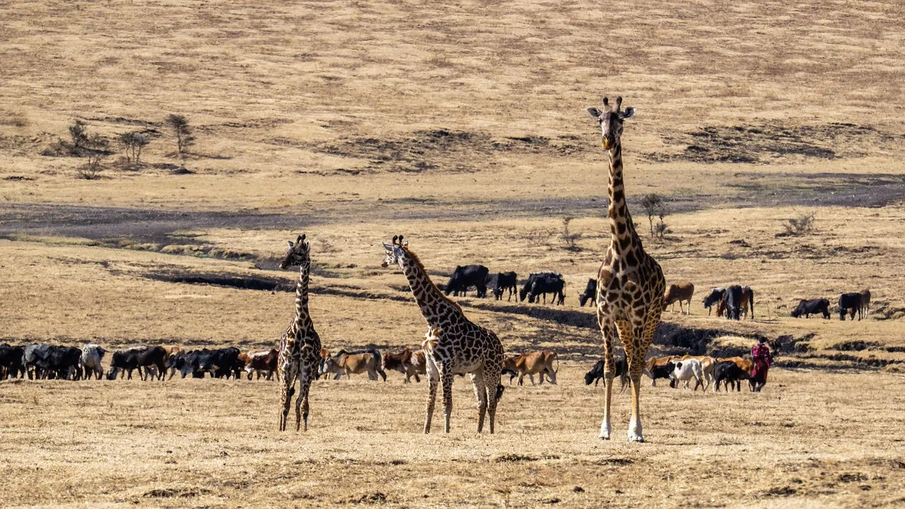 AA Lodge Maasai Mara