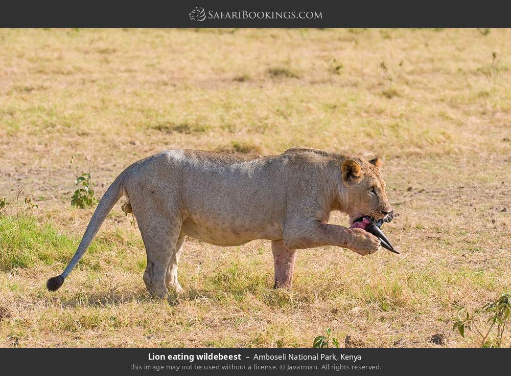 3 Days Amboseli Christmas & New Year Safari Package