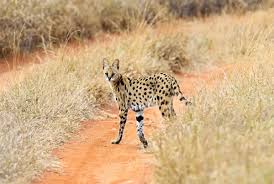 Day 1: Nairobi &ndash; Tsavo West (Christmas Eve or New Year&rsquo;s Eve Arrival)