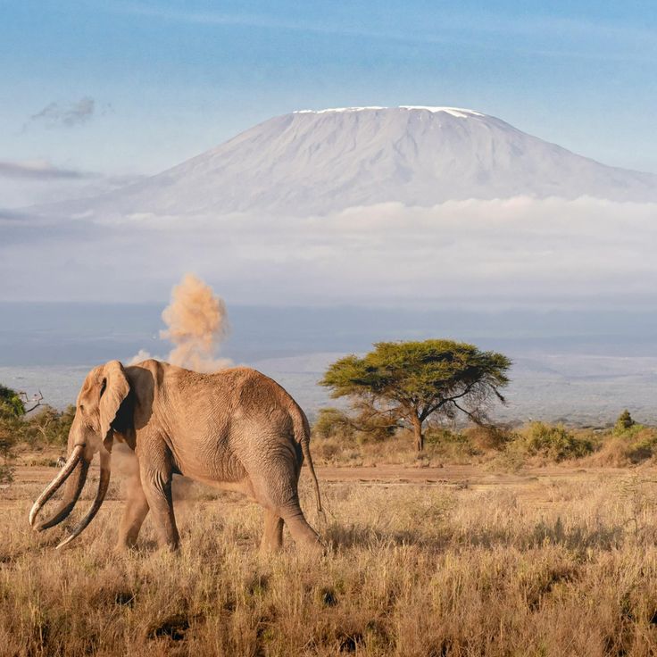 Amboseli National Park Day Safari Tour