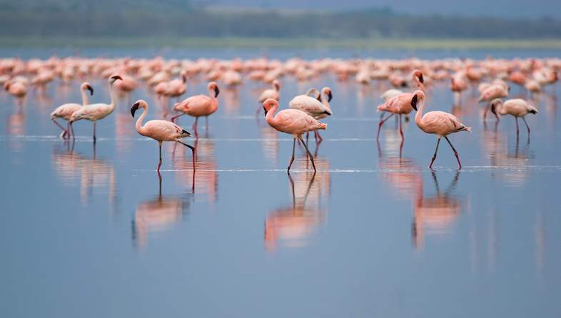 Nakuru Getaway Deals