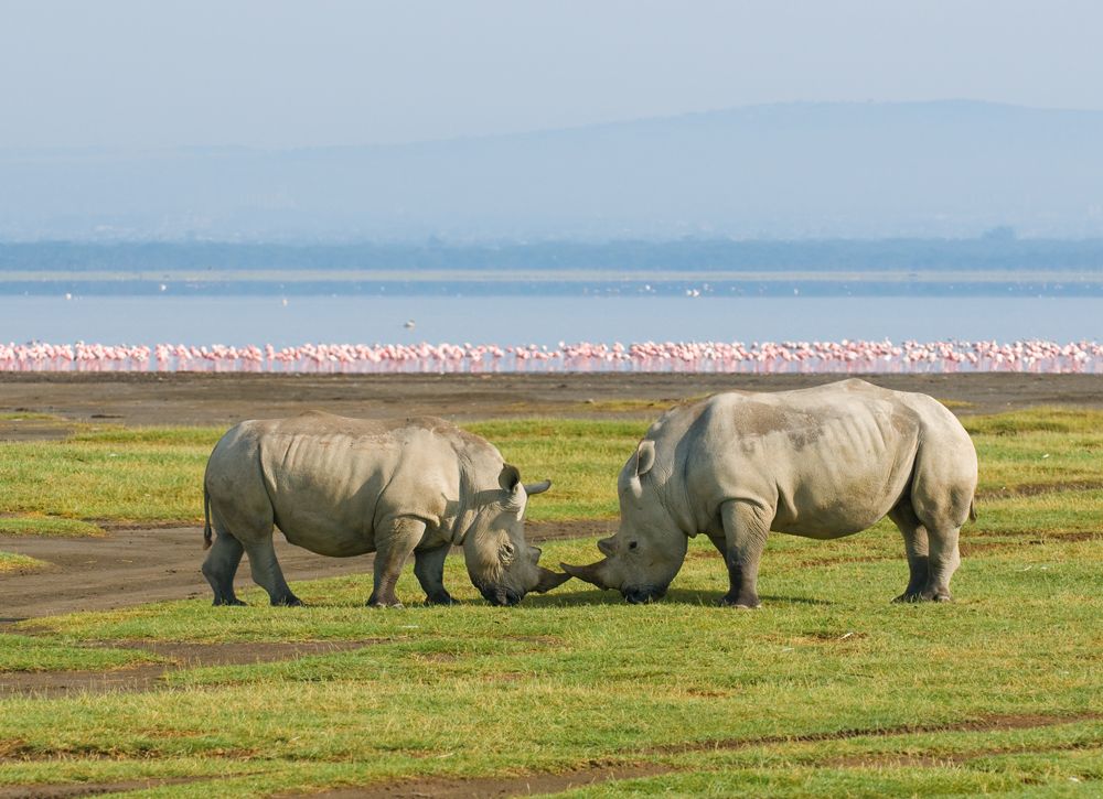 Day 2: Lake Nakuru to Nairobi &ndash; Sunrise Game Drive & Return Journey