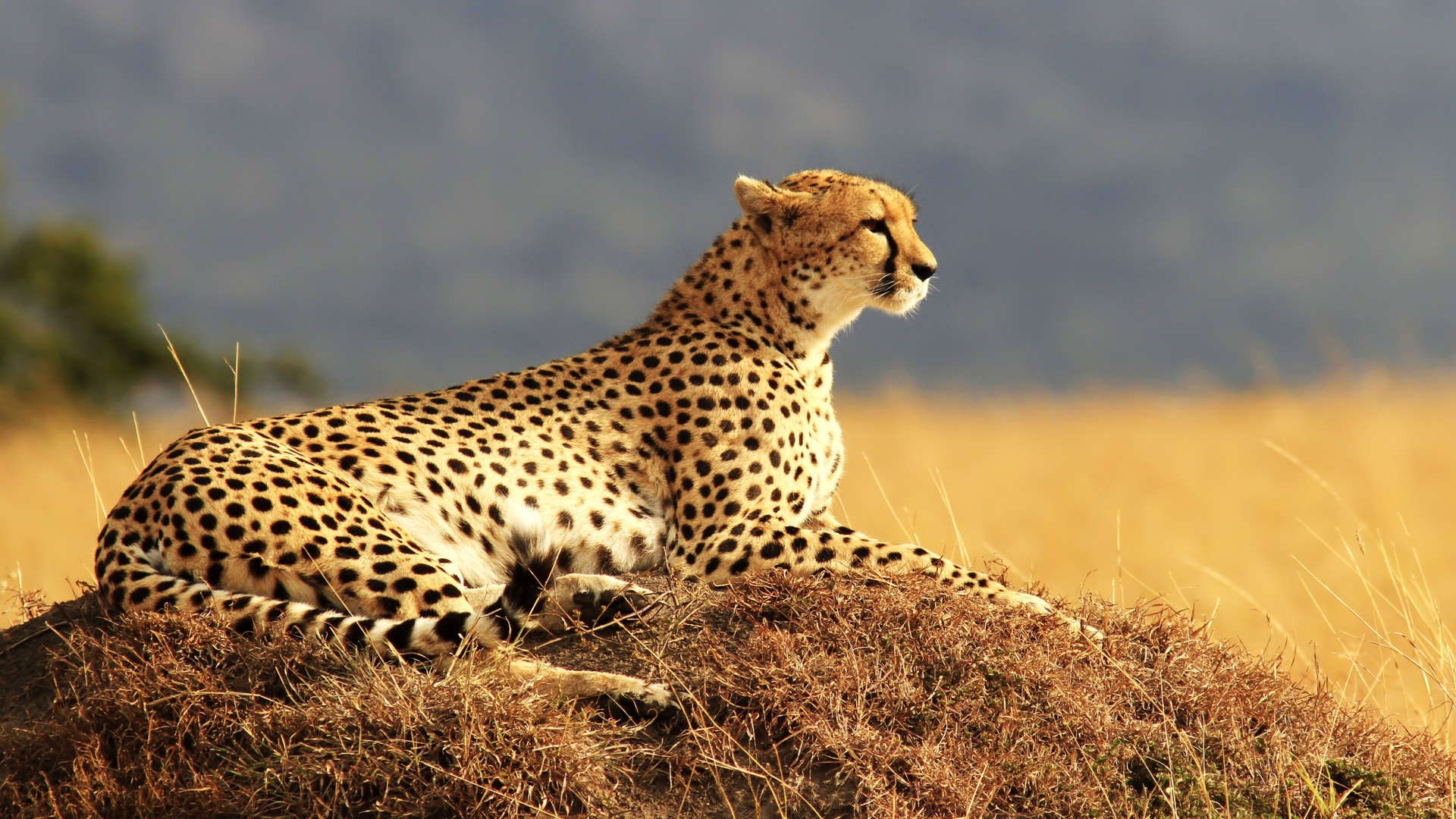 Day 2: Full Day Safari in the Mara &ndash; Celebrate Christmas or New Year in Nature