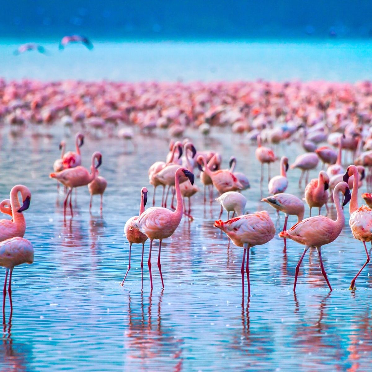 Lake Nakuru National Park Day Trip Safari