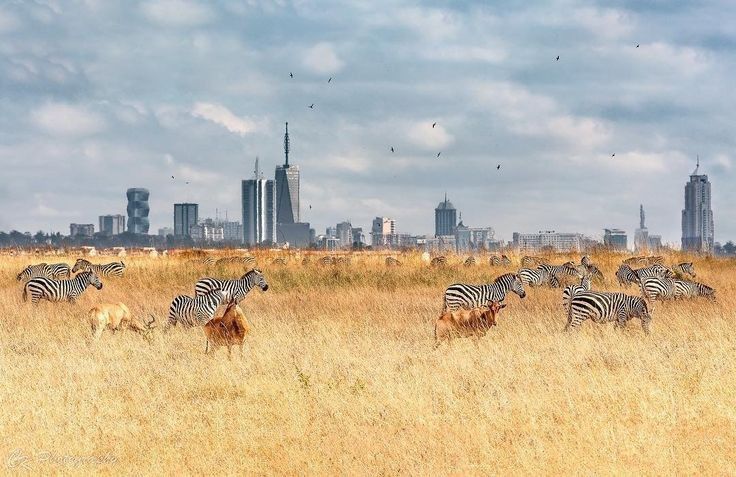 Nairobi City to Wild Savannah & Conservation Experience