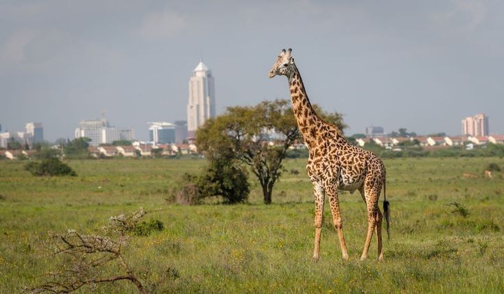 Nairobi National Park Day Trip Express Safari photo 2