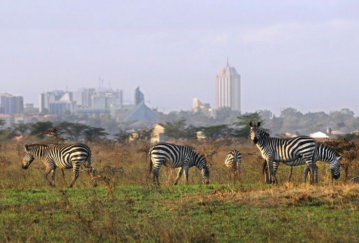 Nairobi National Park Day Trip Express Safari photo 3