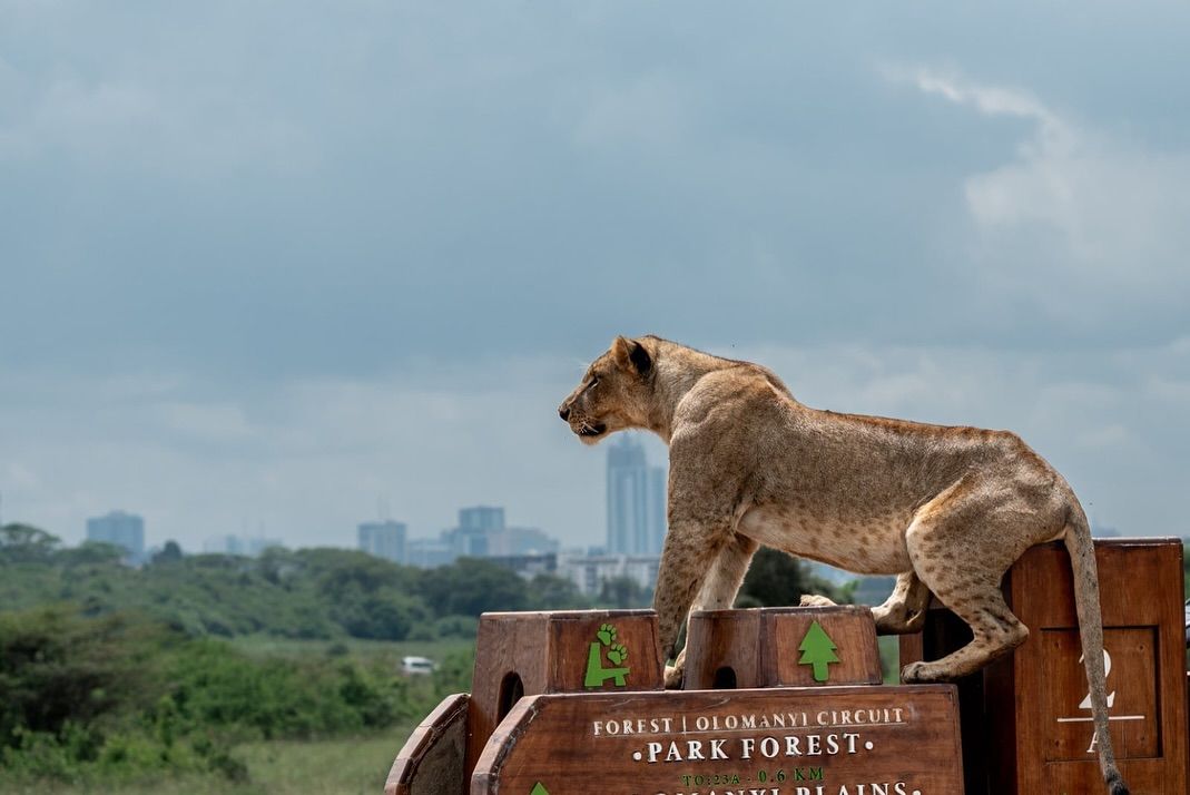 Nairobi National Park Day Trip Express Safari photo 4