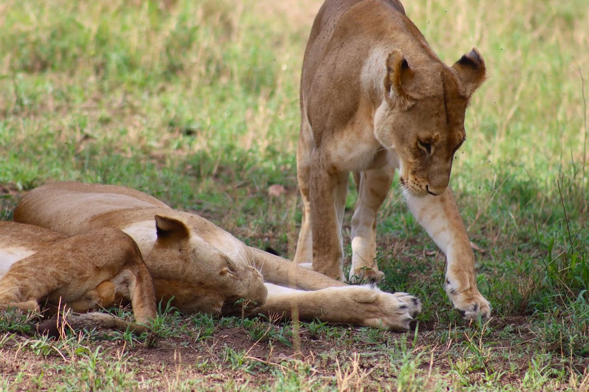Nairobi National Park Day Trip Express Safari photo 5
