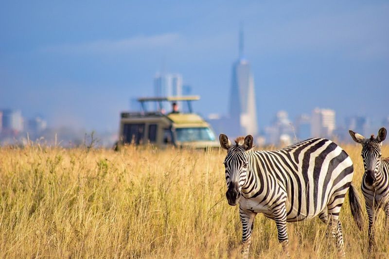 Nairobi National Park Half Day Safari Tour