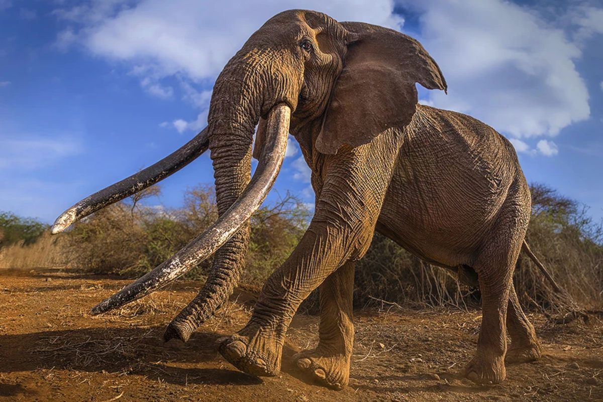 Farewell to a Giant: Craig, Amboseli&rsquo;s Iconic Super Tusker, Passes Away at 54